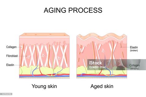 5 Langkah Dermapen untuk Kulit Glowing and Awet Muda 5 Langkah Dermapen untuk Kulit Glowing and Awet Muda